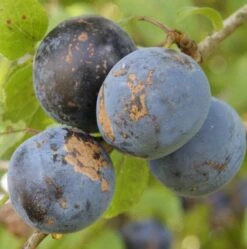 Haferschlehe Prunus Domestica Susp. Insititia