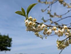 Schneeglöckchenbaum Halesia Carolina -Frucht Wald Geschaft schneegl ckchenbaum2