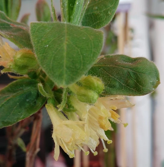 Sibirische Blaubeere "Blue Velvet" Lonicera Kamtschatica `Blue Velvet´ 4 Sibirische Blaubeere "Blue Velvet" Lonicera Kamtschatica `Blue Velvet´ – Bild 2