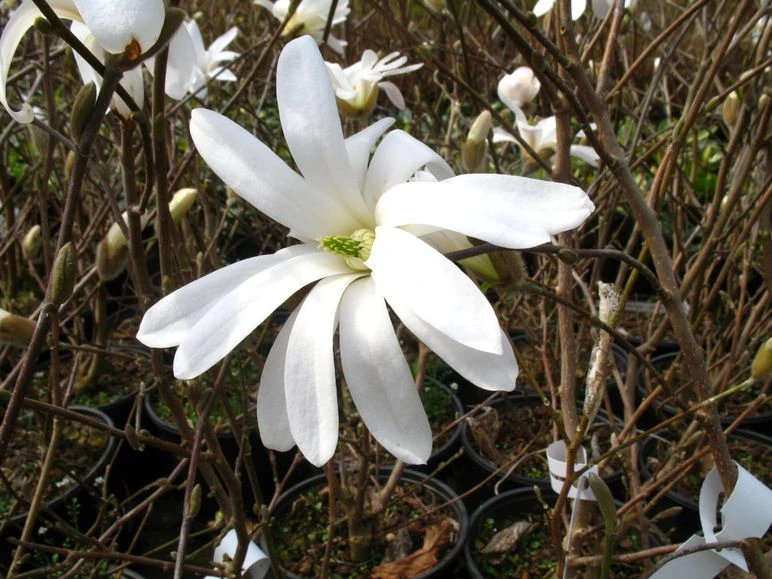 Sternmagnolie Magnolia Stellata 4 Sternmagnolie Magnolia Stellata – Bild 2