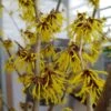 Zaubernuss `Arnold Promise´ Hamamelis X Intermedia `Arnold Promise´ 1 Zaubernuss `Arnold Promise´ Hamamelis X Intermedia `Arnold Promise´ -Frucht Wald Geschaft zaubernuss arnold promise
