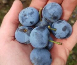 Zibarte Voraussichtlich Ab Juni/Juli Wieder Verfügbar -Frucht Wald Geschaft zibarte 22