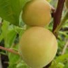 Honigpfirsich `Honeysun®´ Prunus Persica `Honeysun´ -Frucht Wald Geschaft zierpfirsich fruchtXZbYapVdmRotk