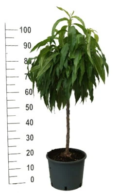 Zwergpfirsich `Bonanza´ Prunus Persica -Frucht Wald Geschaft zwergpfirsich weiss