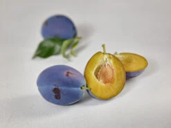 Haganta (S) Prunus Domestica `Haganta´ 13 Haganta (S) Prunus Domestica `Haganta´ -Frucht Wald Geschaft zwetschge haganta g