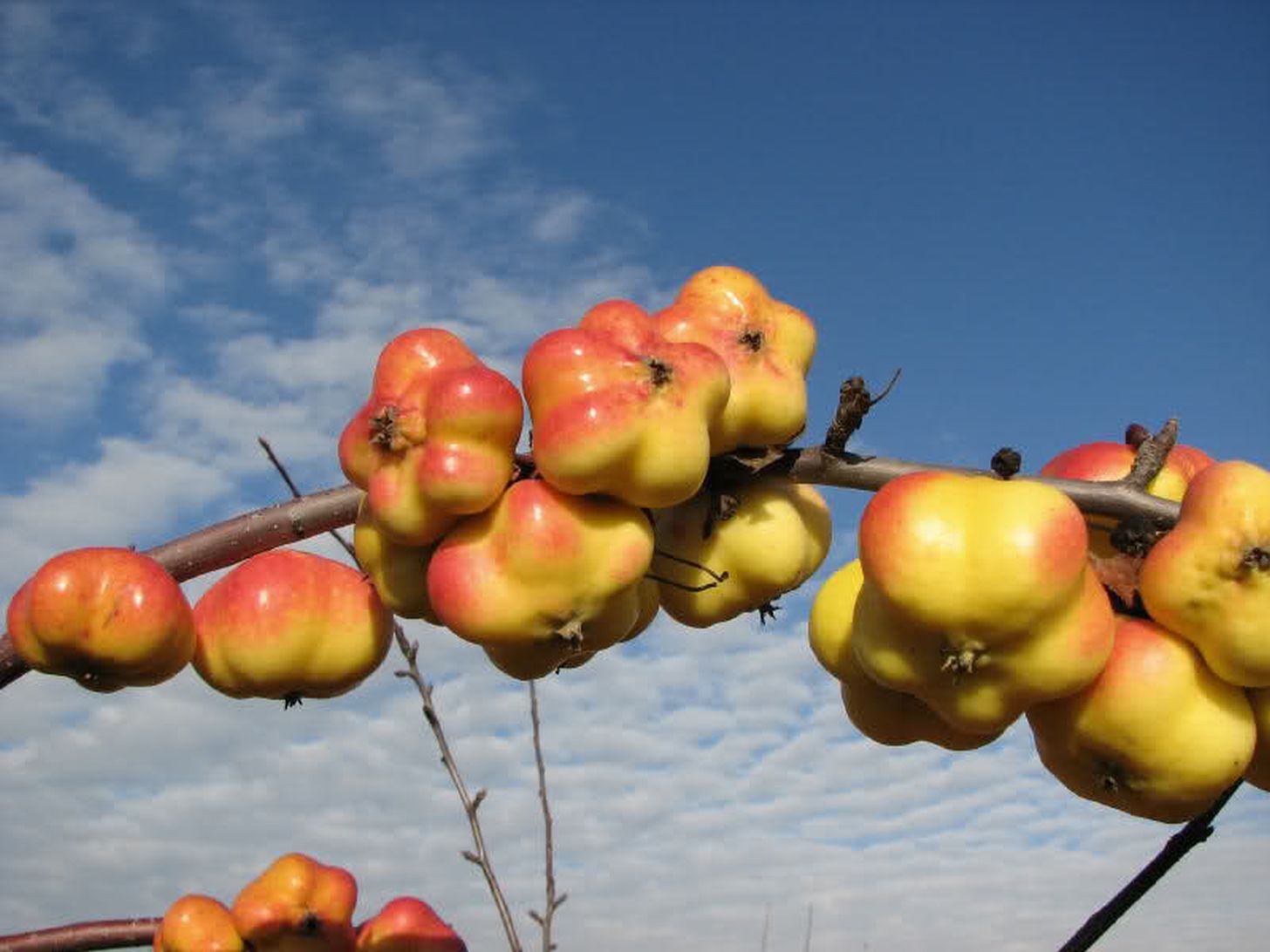 Frucht Wald Geschaft 4 Frucht Wald Geschaft -Frucht Wald Geschaft Csillagalma 1