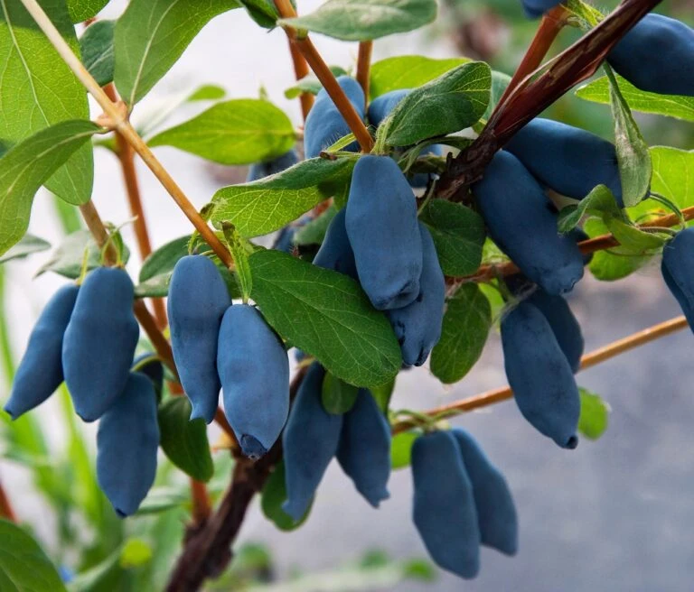 Frucht Wald Geschaft 39 Frucht Wald Geschaft -Frucht Wald Geschaft Lonicera caerulea Aurora 768x656 1