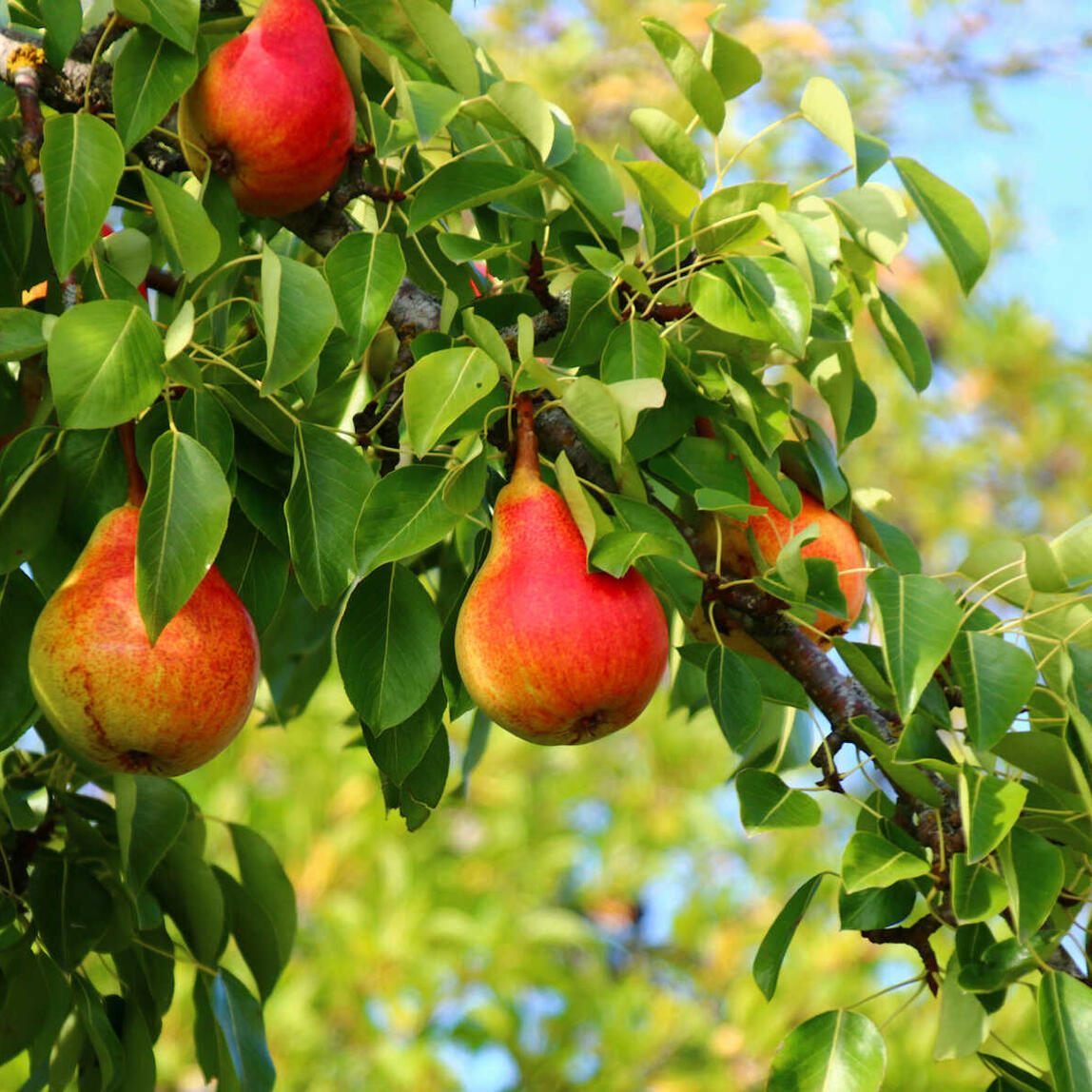 Frucht Wald Geschaft 20 Frucht Wald Geschaft -Frucht Wald Geschaft birne adobestock419438169 48047152