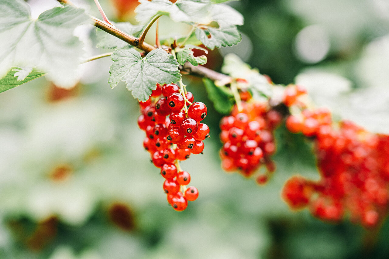 Frucht Wald Geschaft -Frucht Wald Geschaft csm Header Beerenobst 18a12d671f